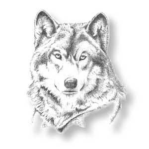 sketch wolf